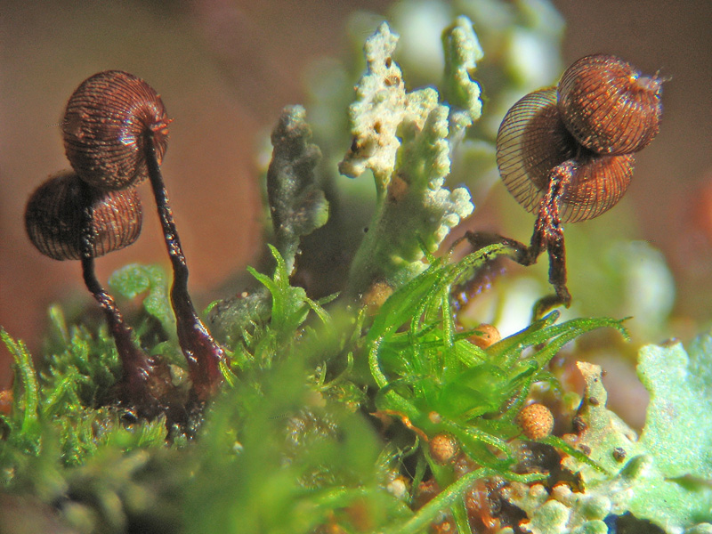 Dictidyum cancellatum